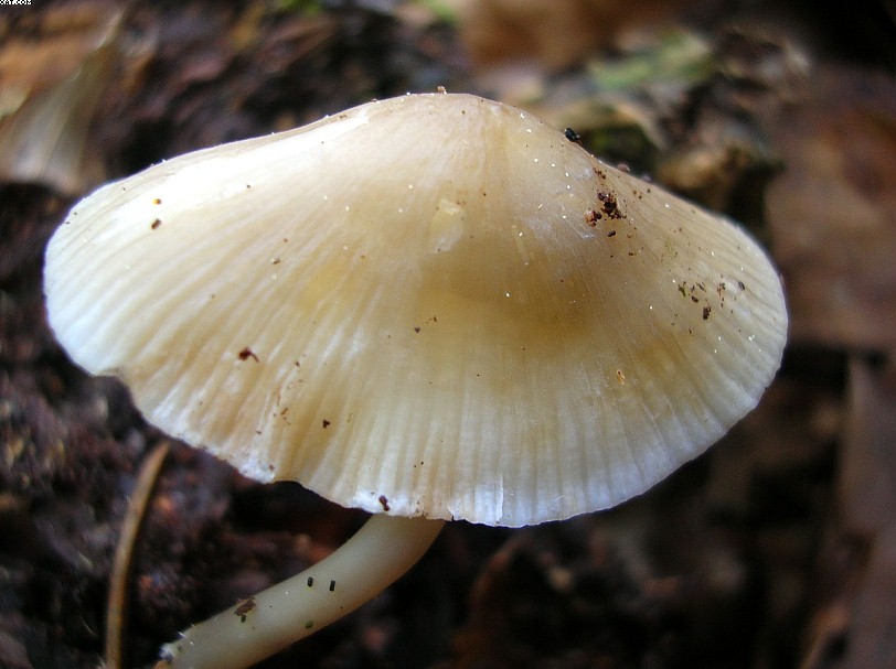 St. Chrischona ( CH )   30. Aprile 2005